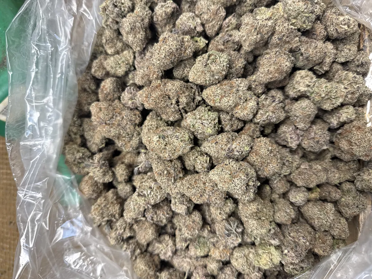 Lizard Burger Flower